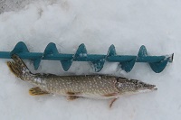Зимняя рыбалка на силикон